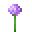 アリウム