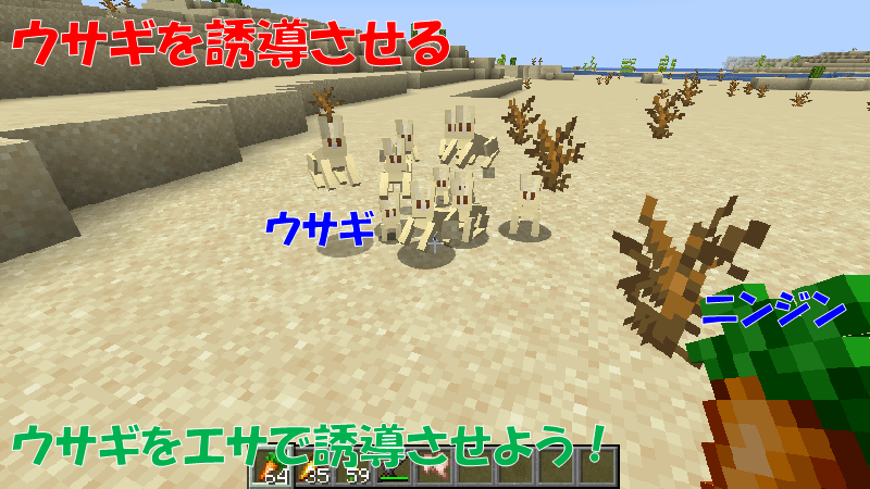 ウサギを誘導