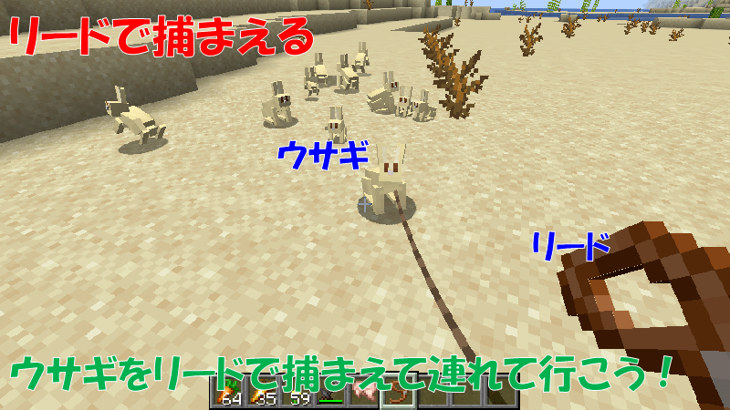 ウサギをリードで捕まえる