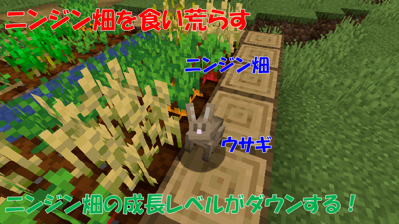 ウサギはニンジン畑を荒らす
