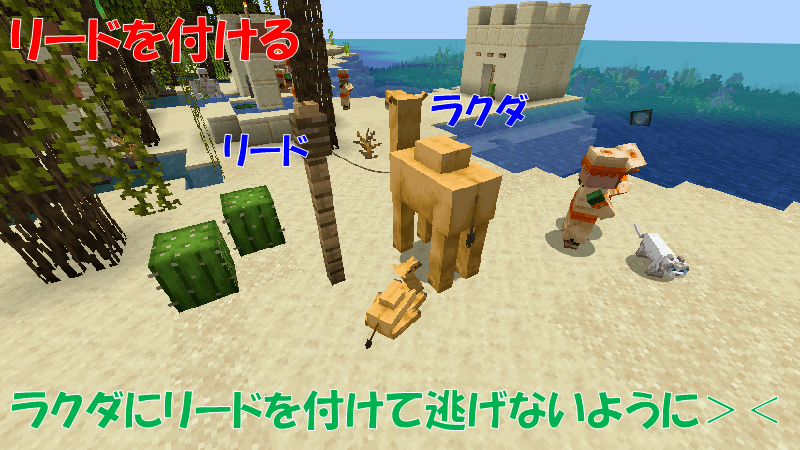 ラクダにリードを付ける