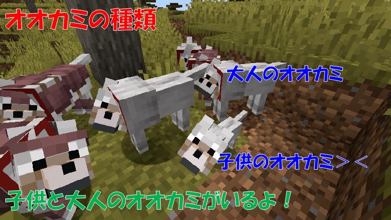 子供と大人のオオカミがいる
