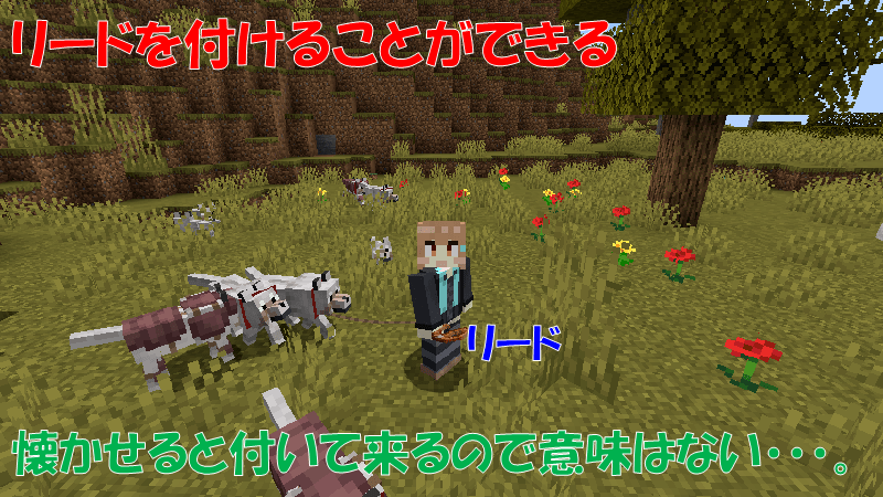 ペットのオオカミにリードを付ける