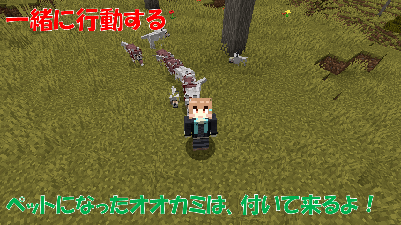 ペットのオオカミは一緒に行動する