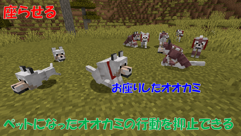 ペットのオオカミはお座りでき、行動を抑制する