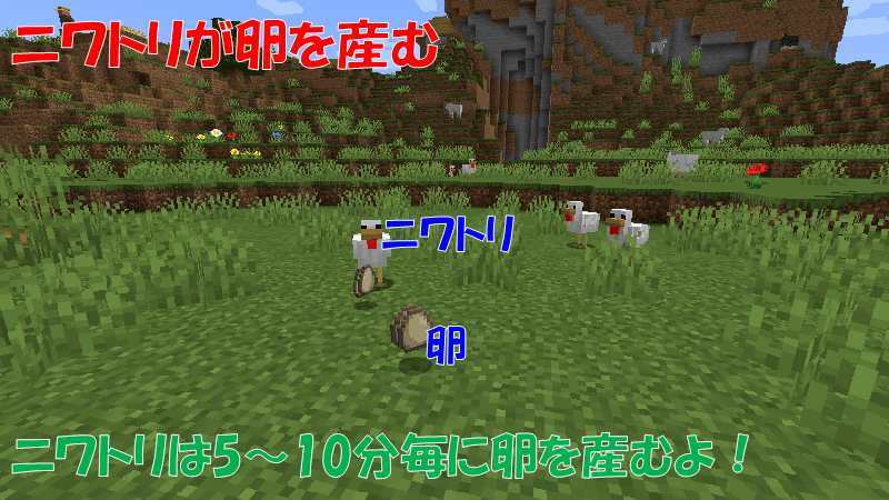 ニワトリが卵を産む