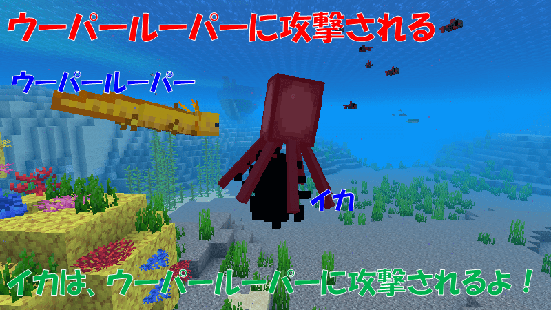 イカはウーパールーパーから攻撃される