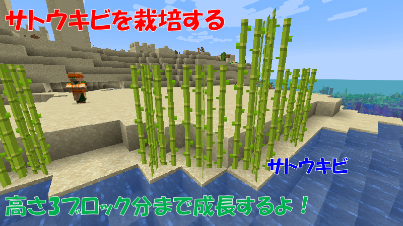 サトウキビを栽培する