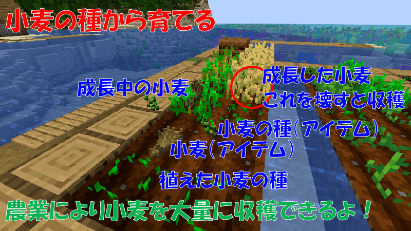 小麦を収穫する