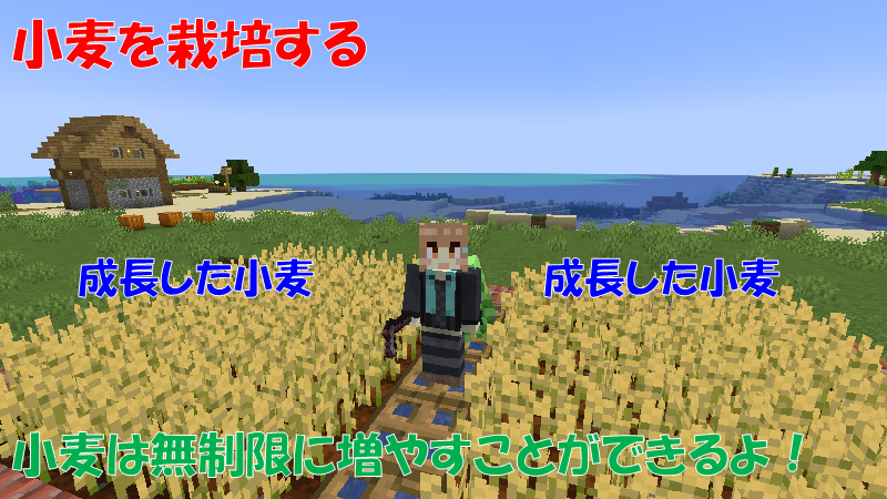小麦を栽培する