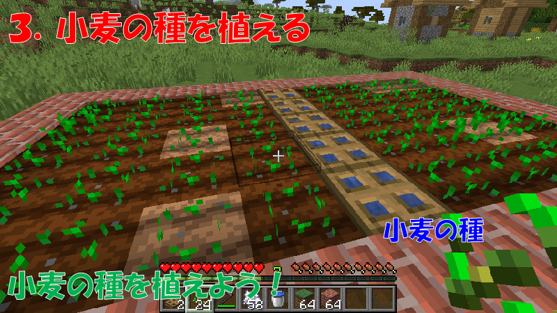 小麦を栽培する