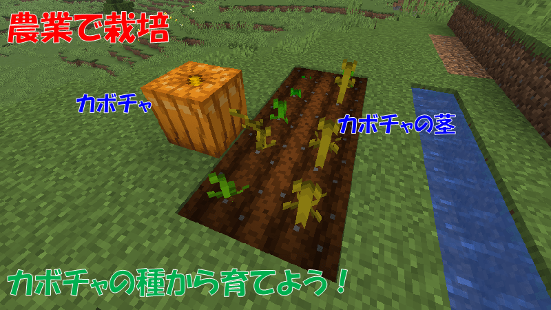 農業からカボチャを栽培
