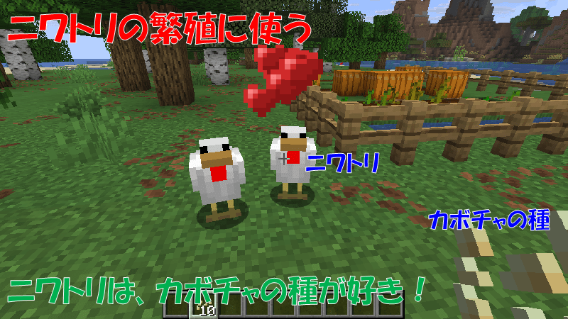 カボチャの種をニワトリに与える