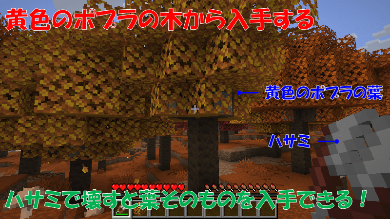 黄色のポプラの葉
